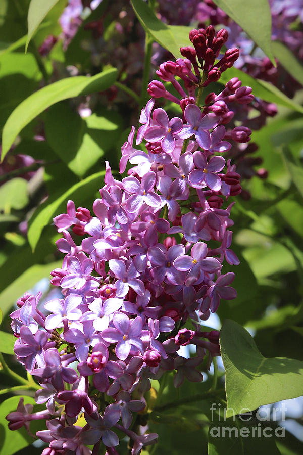 Lovely Lilacs #2 Photograph by Carol Groenen