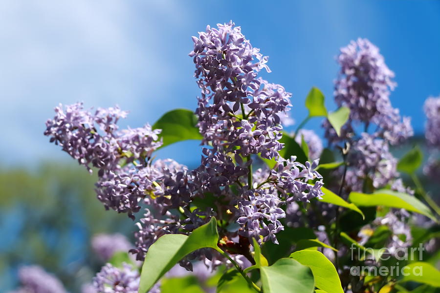 Lovely Lilacs Photograph by Elizabeth Dow
