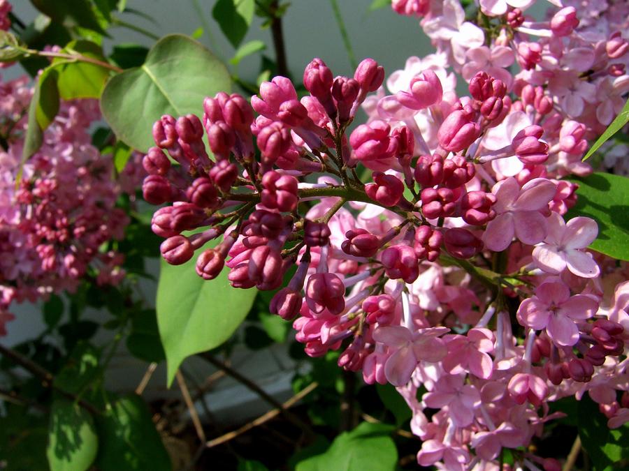 Lovely Lilacs #1 Photograph by Michiale Schneider