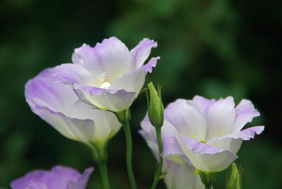 Lovely Lisianthus #1 Photograph by Byron Varvarigos