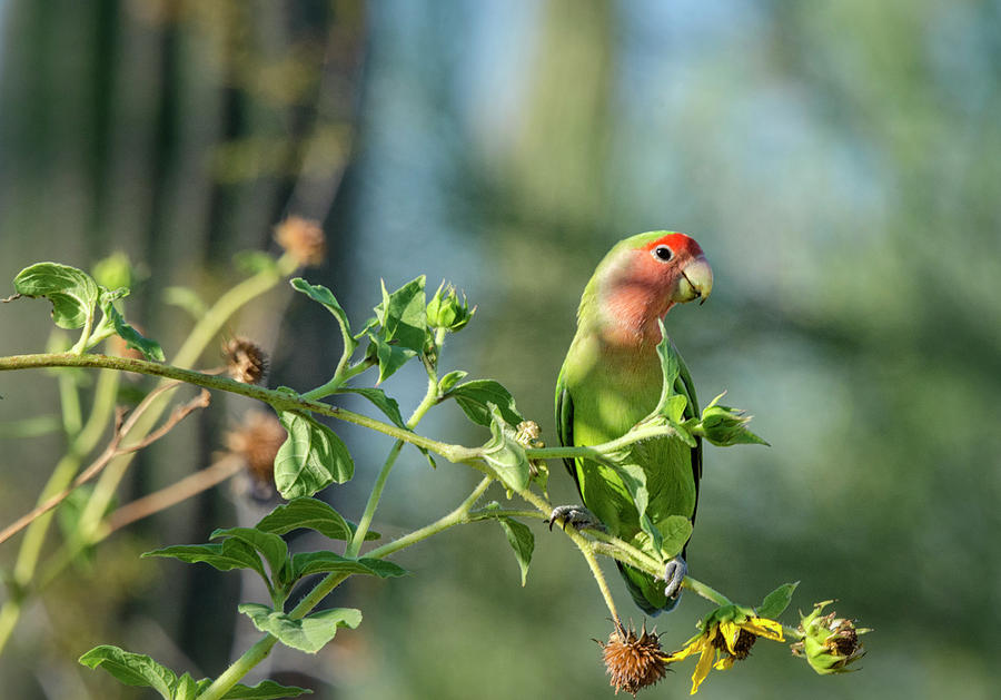 Lovebird Photograph - Lovely Little Lovebird  #1 by Saija Lehtonen
