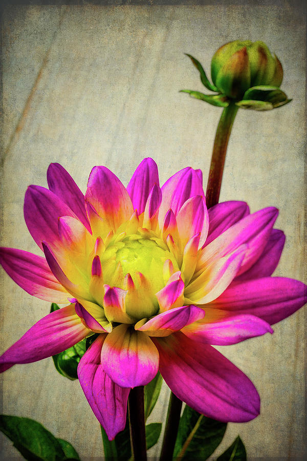 Lovely Textured Dahlia #1 Photograph by Garry Gay