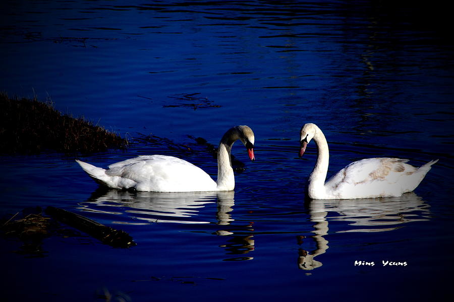 Swan Photograph - Loving pair #1 by Ming Yeung