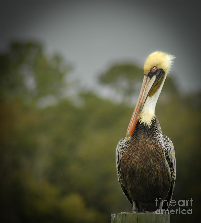 Lowcountry Pelican Photograph