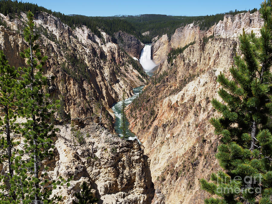 Lower Falls from Artist Point in Yellowstone National Park #1 Photograph by Louise Heusinkveld