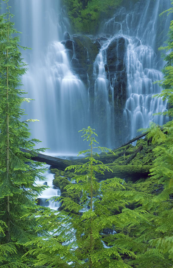 Tree Photograph - Lower Proxy Falls #1 by Greg Vaughn - Printscapes