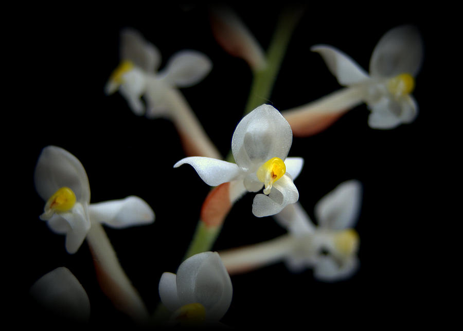 Ludisia discolor Orchid Flower #1 Photograph by Nathan Abbott