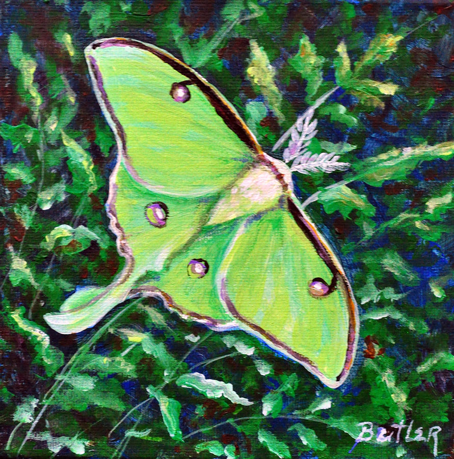 Luna Moth #1 Painting by Gail Butler