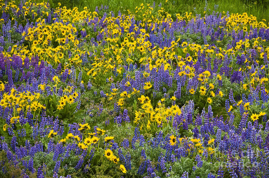 Lupine and Balsamroot #1 Photograph by Greg Vaughn - Printscapes