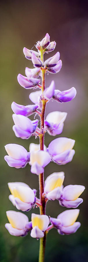 Lupine bloom #1 Photograph by Vishwanath Bhat