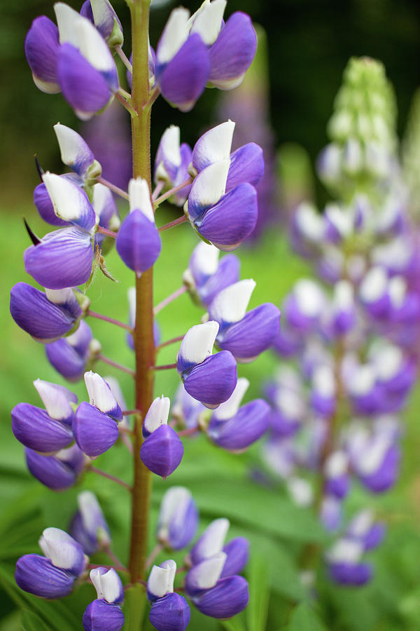 Lupine Blossom #1 Photograph by Robert Clifford