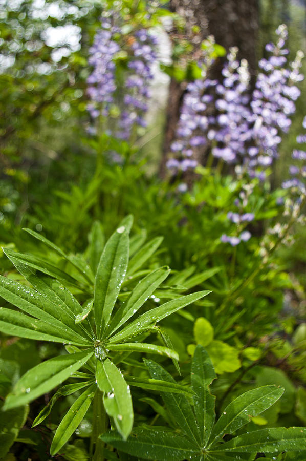Lupine Leaf #2 Photograph by Jedediah Hohf