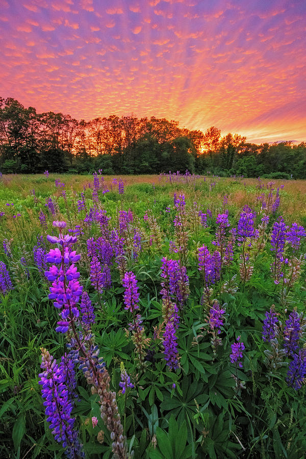 Lupine Sunset #1 Photograph by Bryan Bzdula