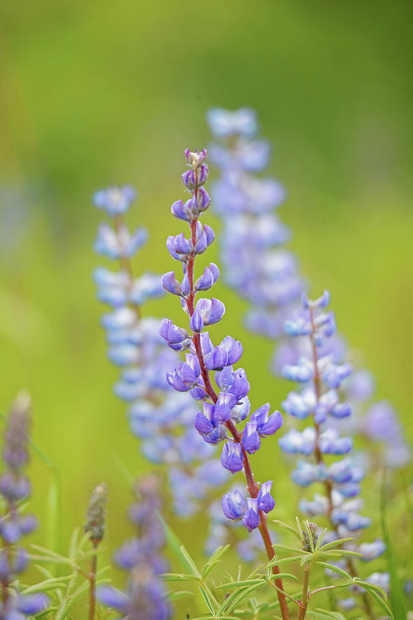 Lupine Photograph - Lupine #2 by Whispering Peaks Photography