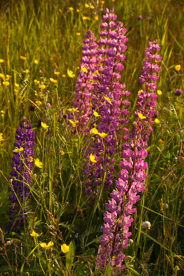 Lupins And Buttercups #1 Photograph by Irwin Barrett