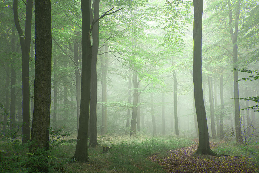 Lush green fairytale growth concept foggy forest landscape image ...