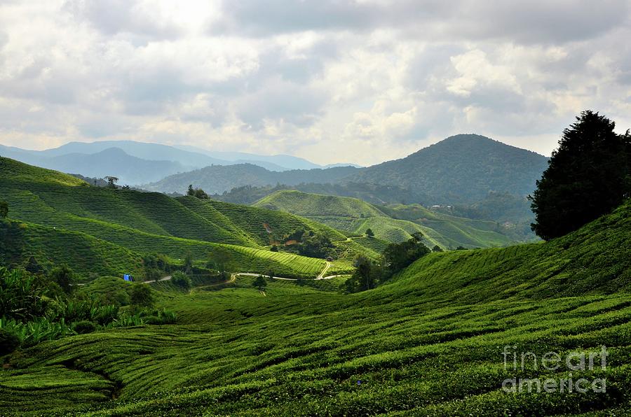 Lush rolling green fields of tea on hills in tropical resort Cameron Highlands Malaysia #2 Photograph by Imran Ahmed