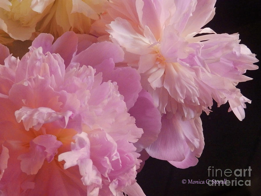 M Shades of Pink Flowers Collection No. P66 #2 Photograph by Monica C Stovall