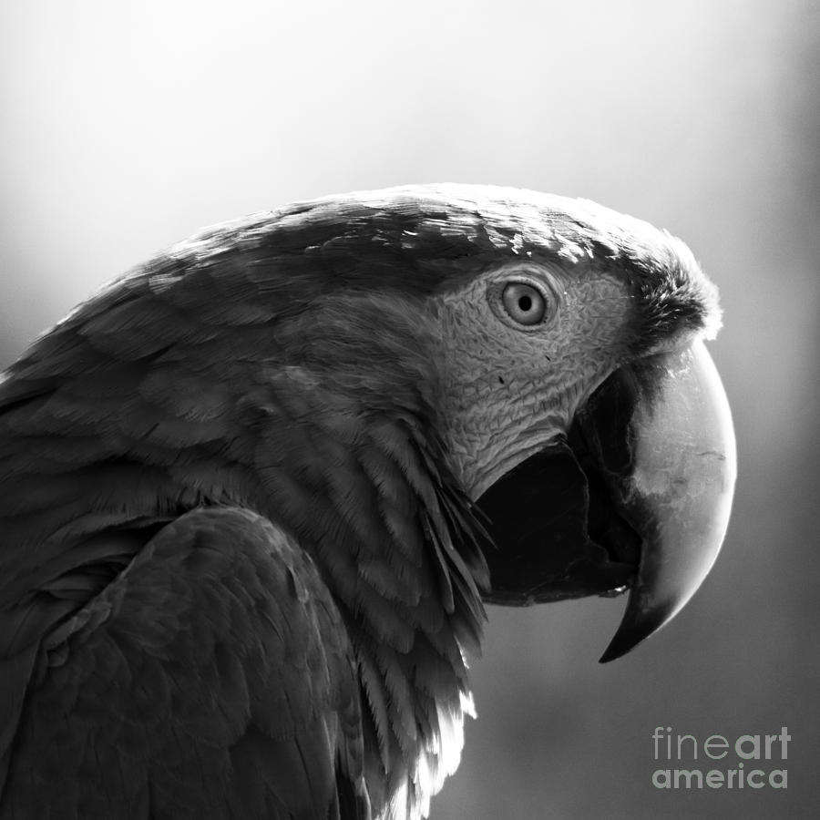 Macaw #1 Photograph by Ang El