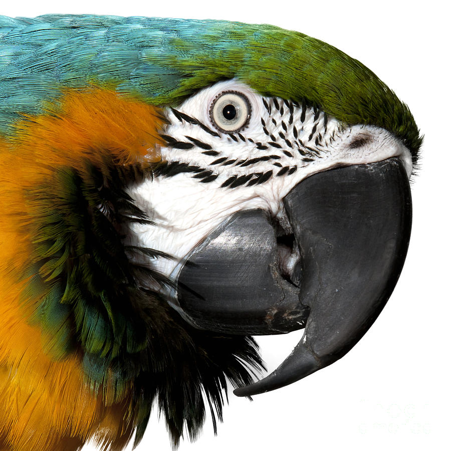 Macaw Bird #1 Photograph by Gunnar Orn Arnason
