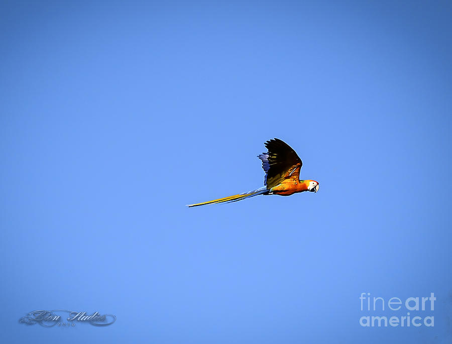 Macaw In Flight #1 Photograph by Melissa Messick