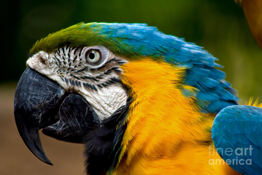 Macaw #1 Photograph by Thomas Marchessault