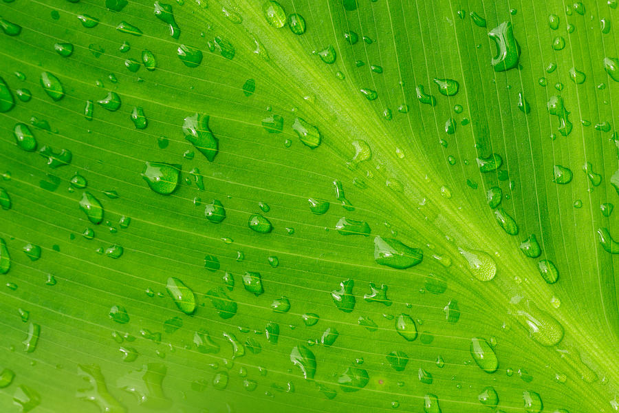 Macro closeup of Waterdrops on a Leaf #1 Photograph by John Williams