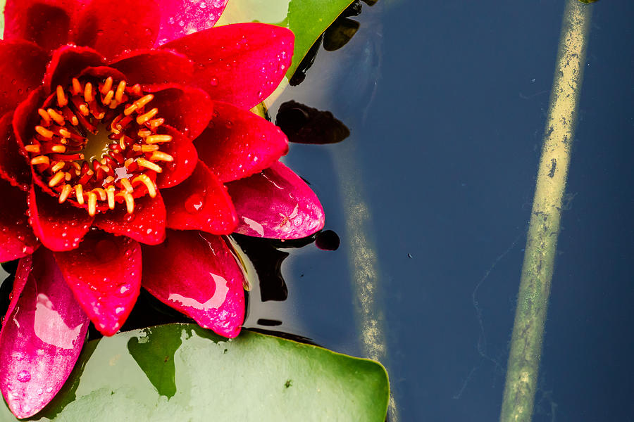 Red Water Lily Flower Photograph by John Williams