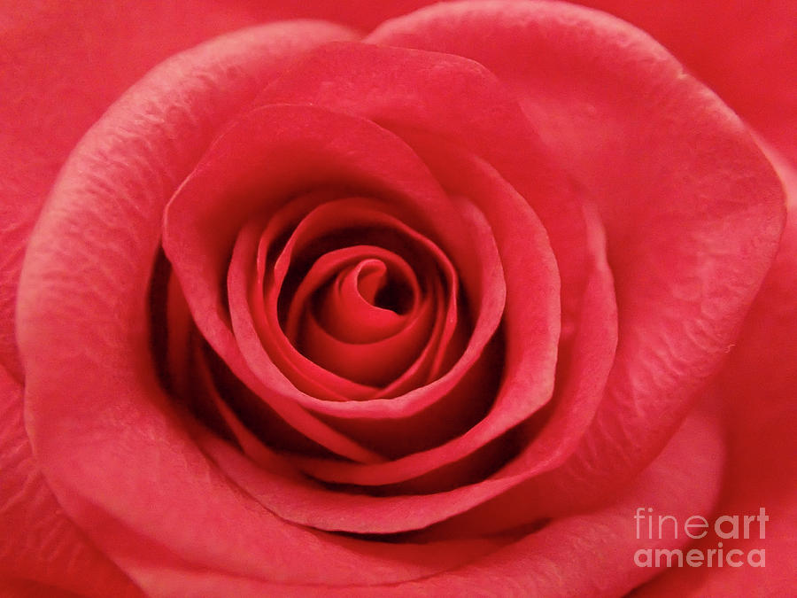 Macro rose #1 Photograph by FineArtRoyal Joshua Mimbs