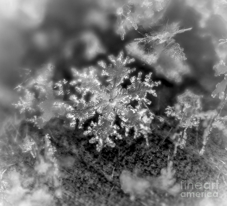 Macro Snowflake #1 Photograph by Cheryl Baxter