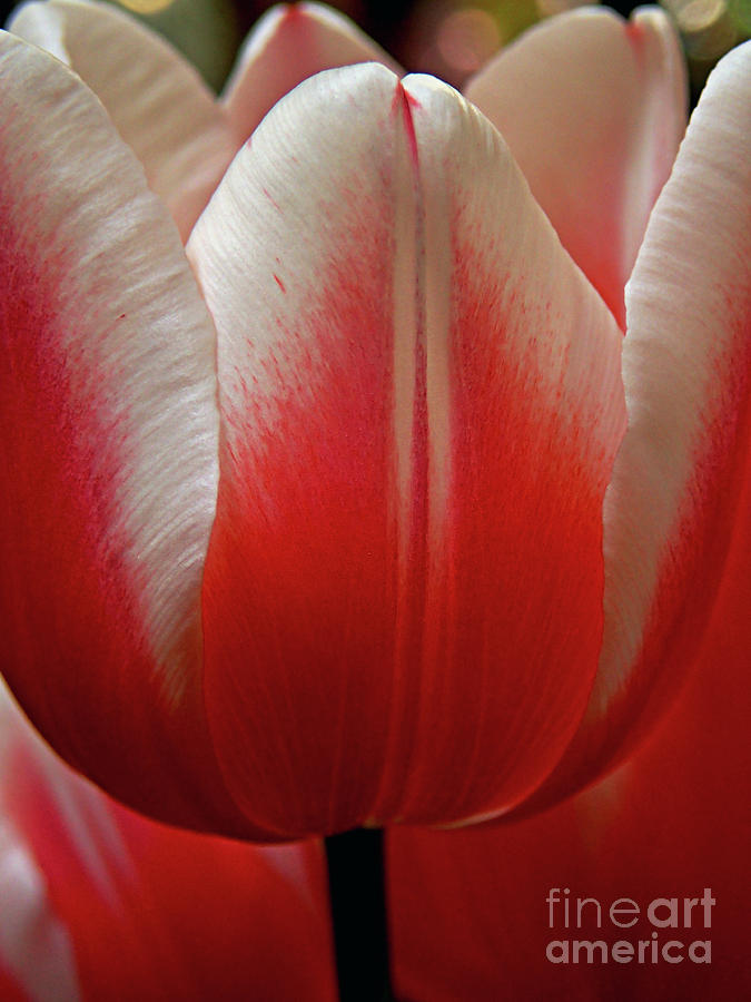 Macro Tulip #1 Photograph by FineArtRoyal Joshua Mimbs