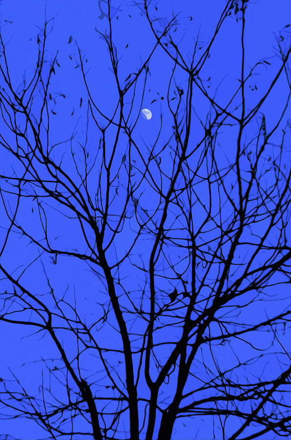 Magic in the Moonlight #1 Painting by AM FineArtPrints
