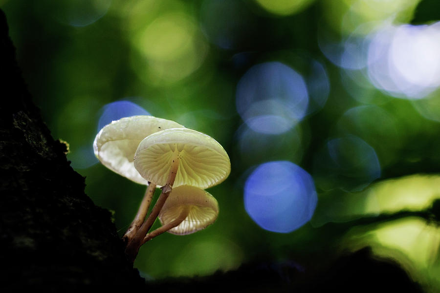 Magic Mushrooms #1 Photograph by Mircea Costina Photography