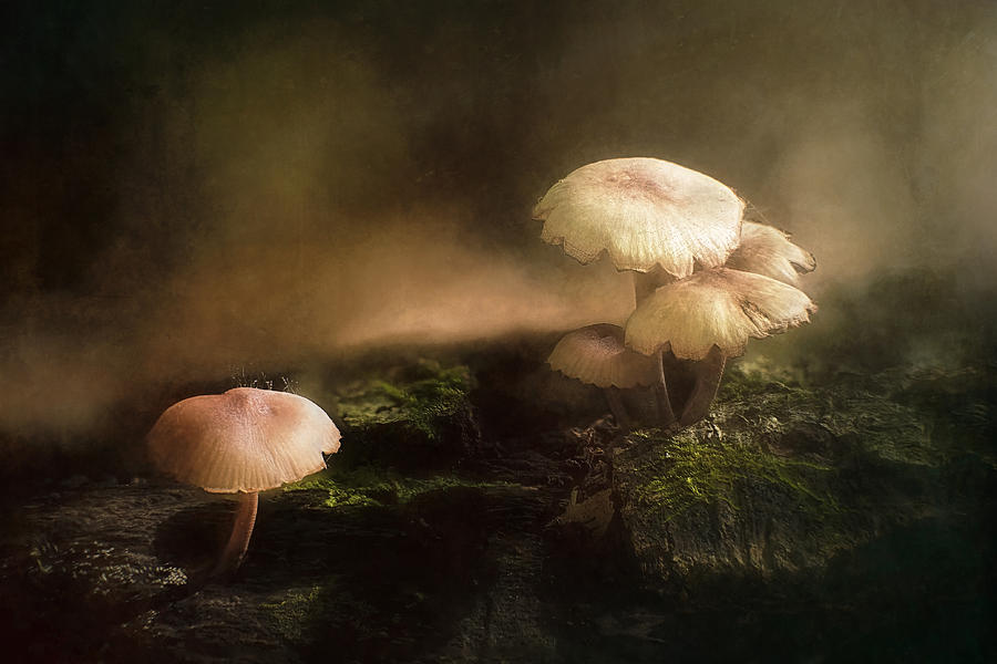 Magic Mushrooms Photograph