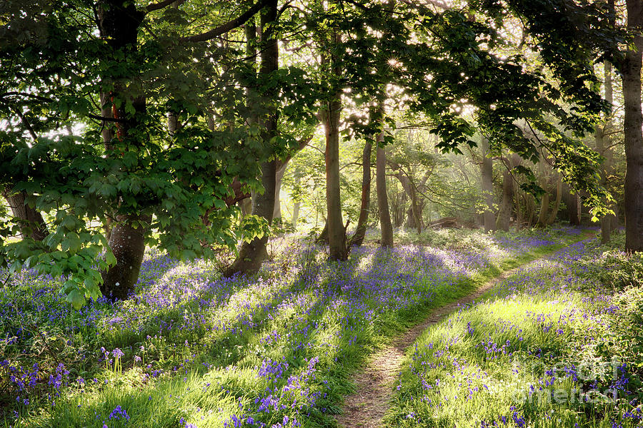 Magical path through Norfolk bluebell forest with early morning sunrise Photograph by Simon Bratt