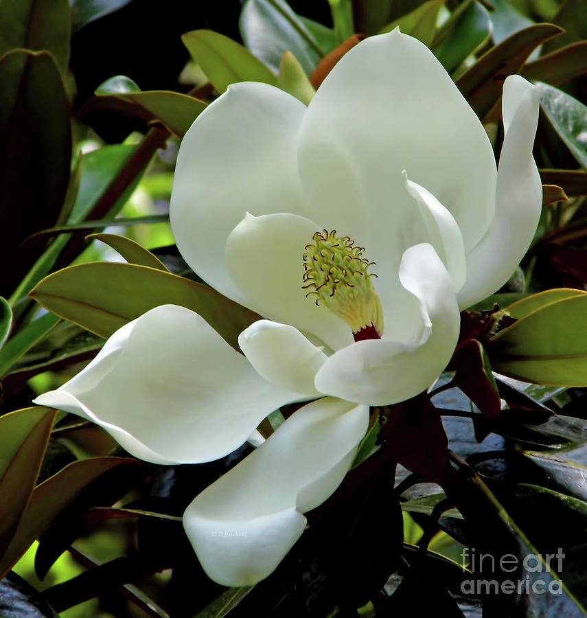 Magnificent Southern Magnolia Blossom Photograph by D Hackett