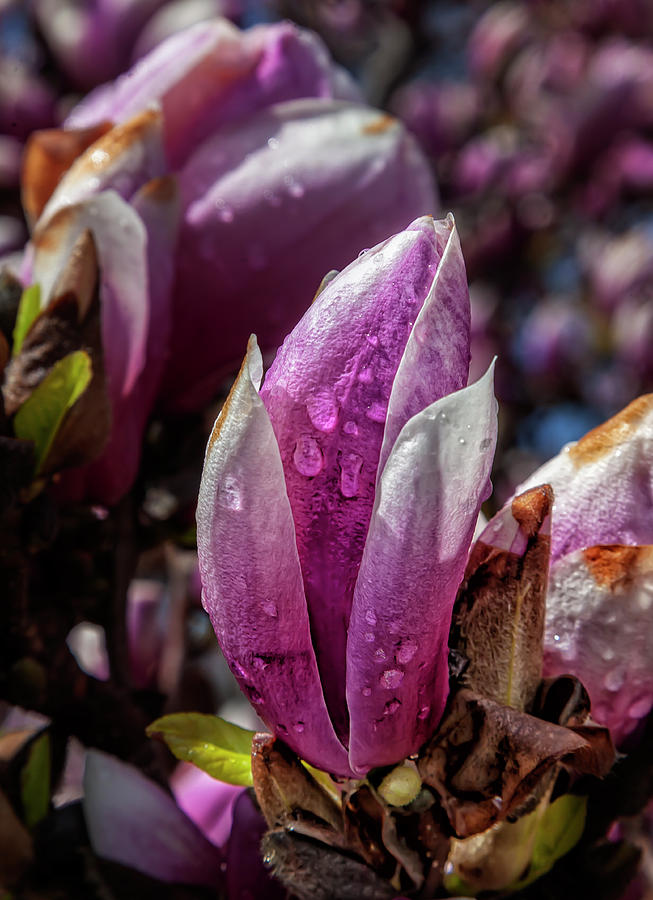 Magnolia and Raindrops #1 Photograph by Robert Ullmann