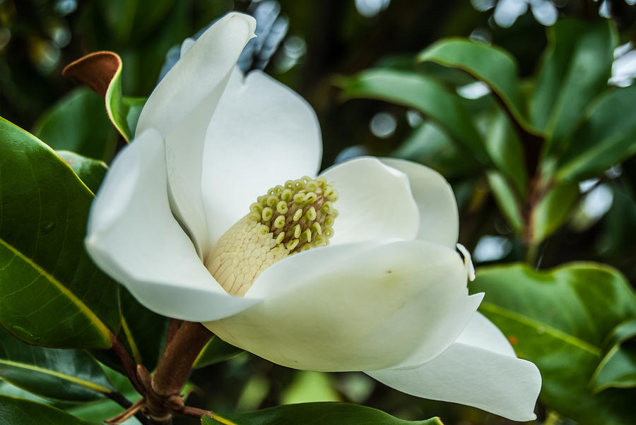 Magnolia Bloom III #1 Photograph by Pamela Williams