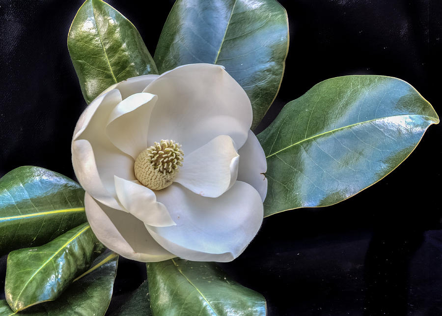Magnolia bloom #1 Photograph by Jane Luxton