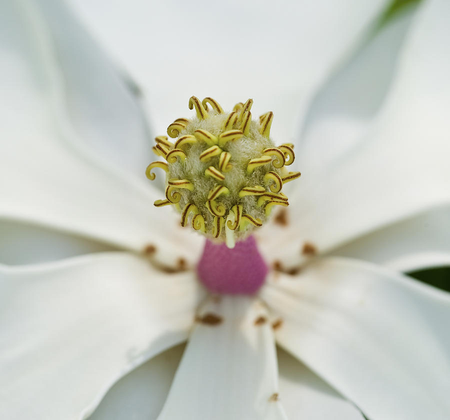 Magnolia Bloom #1 Photograph by Rich Franco
