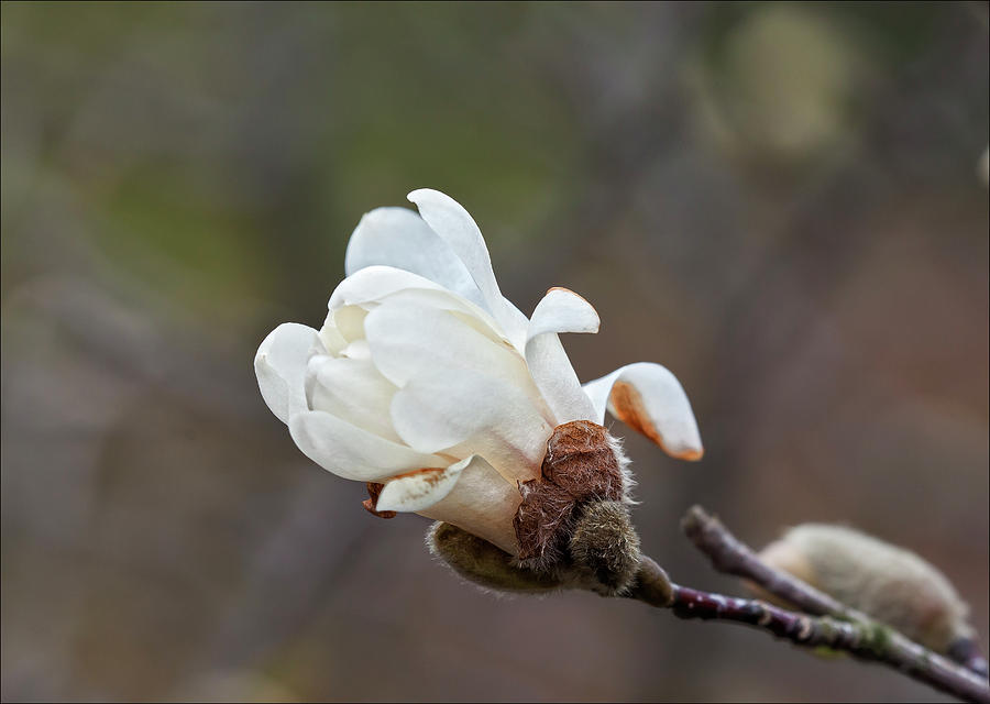 Magnolia Blossom #1 Photograph by Robert Ullmann