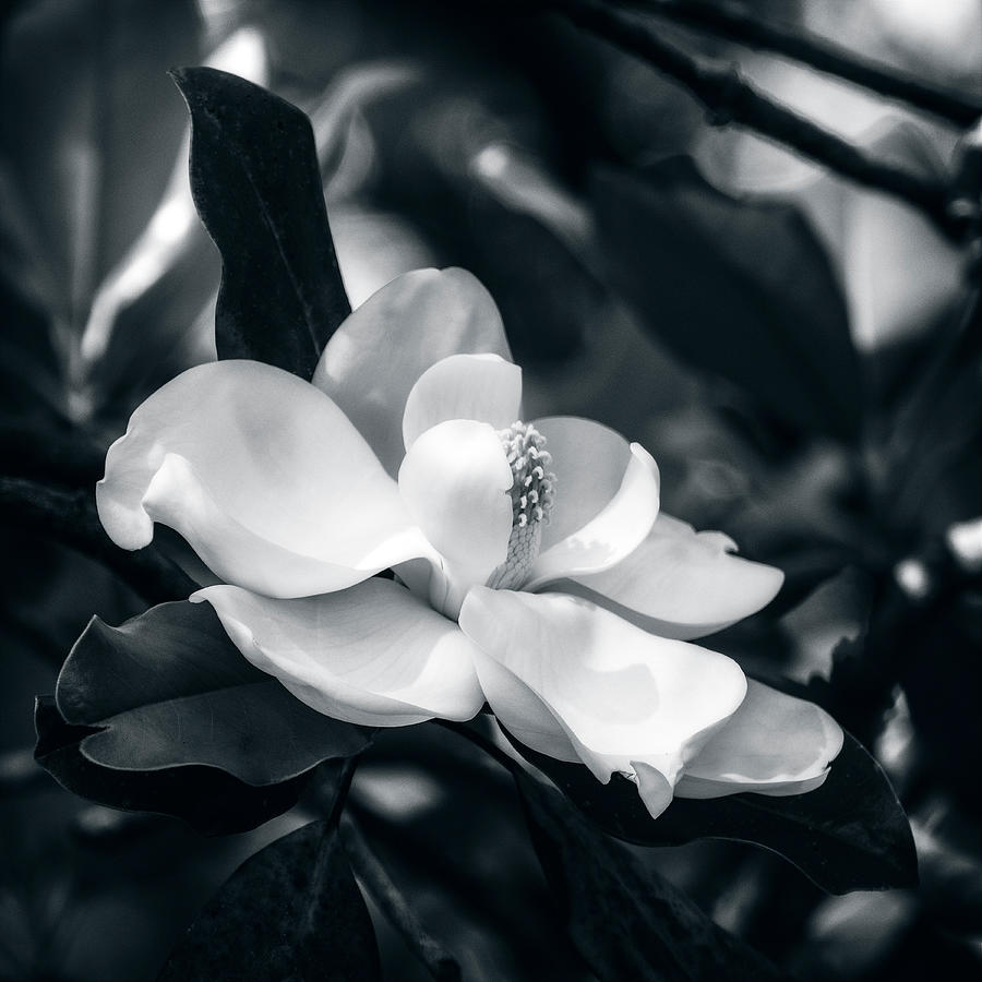 Magnolia Blossom #2 Photograph by Sandra Selle Rodriguez