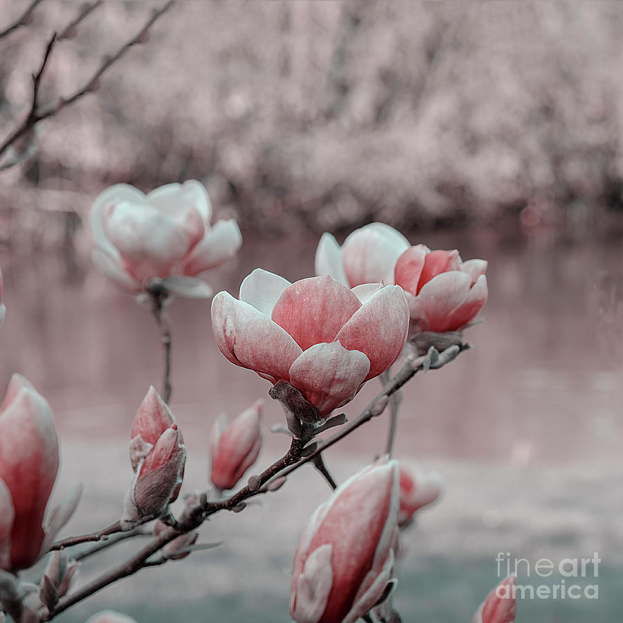 Magnolia blossomed infrared effect Photograph by Marina Usmanskaya