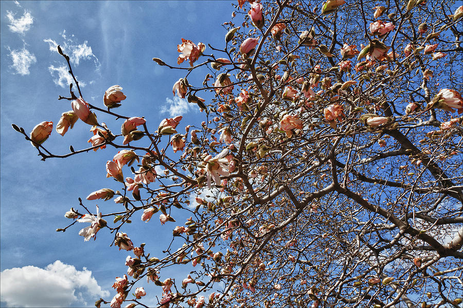 Magnolia Blossoms #1 Photograph by Robert Ullmann