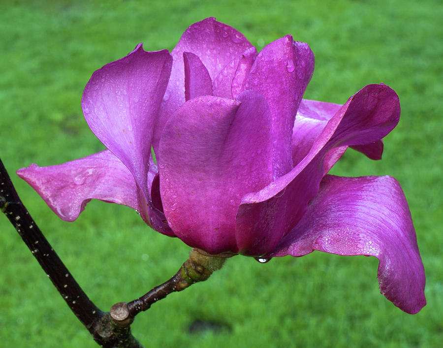 Magnolia #1 Photograph by Catherine Lau