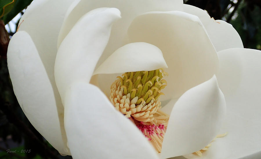 Magnolia Movie Photograph - Magnolia Blossom #2 by Farol Tomson