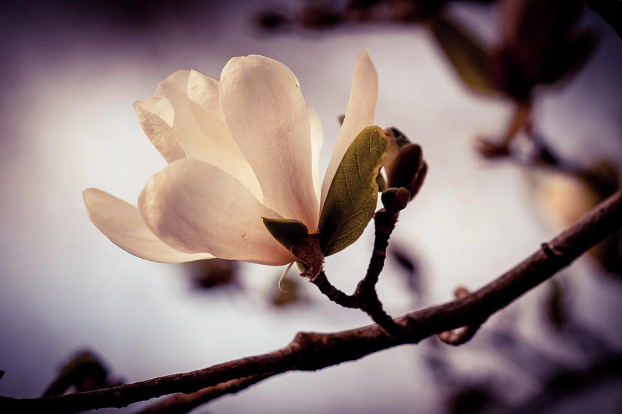 Magnolia flower #1 Photograph by Lilia S