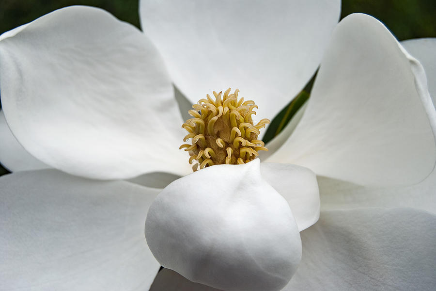 Magnolia Flower #2 Photograph by Nathan Little