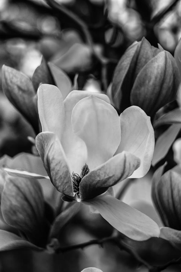 Flowers Still Life Photograph - Magnolia Flower 3 by Olga Photography