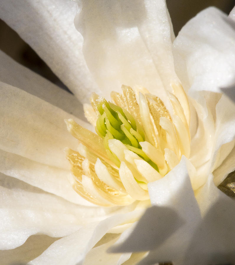 Magnolia Flower - UW Arboretum - Madison - Wisconsin #2 Photograph by Steven Ralser
